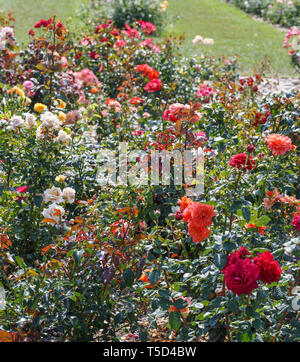 Rose multicolori su un letto in giardino, un delizioso bloom. Foto Stock