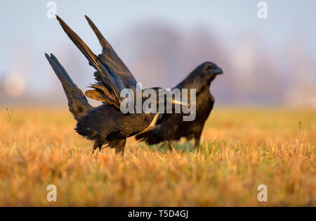 Raven comune di atterraggio in campo con ali sollevato Foto Stock