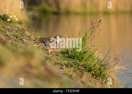 Soleggiata giornata di primavera presso un lago, femmina marrone Mallard duck in piedi sul lungolago, erba verde e fiori, la riflessione di canne in acqua in background, blurr Foto Stock