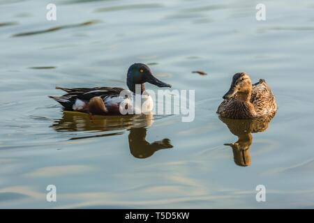 Un paio di uccelli acquatici selvatici mestolone settentrionale, bianco e marrone di maschi di anatra con verde cangiante e testa femmina marrone Mallard duck nuotare in acqua Foto Stock