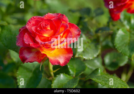 Bollitore per tè e rose ibrido di un grado di fiori preferiti. Molto bella rosa con gocce di rugiada. Close-up. Foto Stock