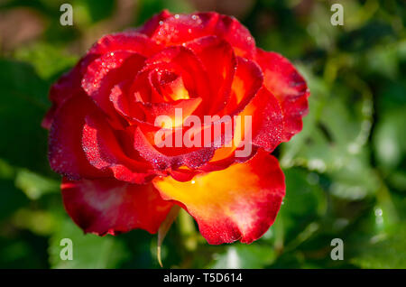 Bollitore per tè e rose ibrido di un grado di fiori preferiti. Molto bella rosa con gocce di rugiada. Close-up. Foto Stock