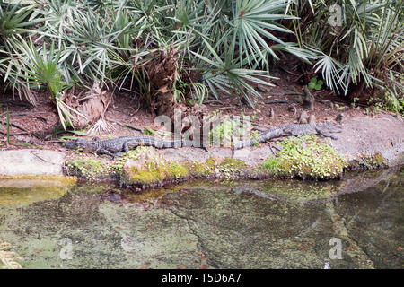 Gli alligatori americani sul display al Seaworld di Orlando Foto Stock