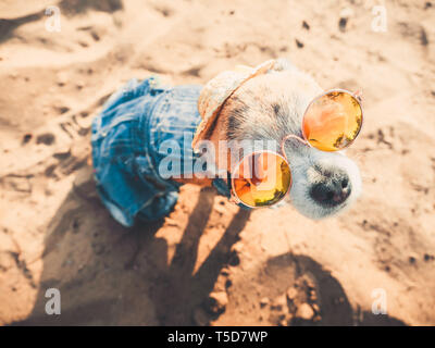 Chihuahua indossando occhiali da sole e cappello di paglia si siede su una spiaggia sul Fiume godendo il sole. Cane di moda vestito con una tuta di denim in appoggio sulla spiaggia Foto Stock