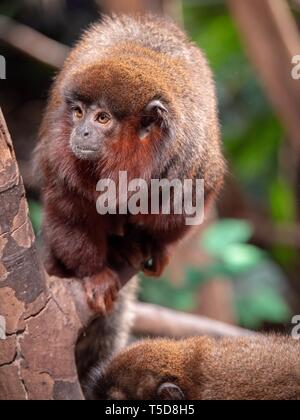 Un rosso titi monkey in equilibrio su una piccola filiale tra alberi Foto Stock