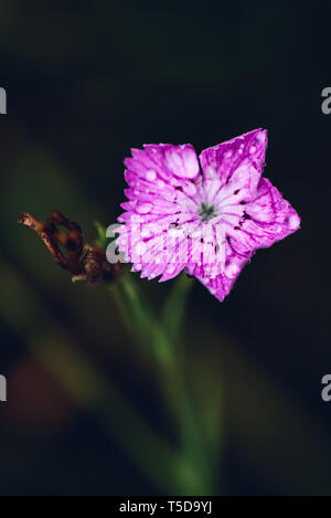 Fiore di dianthus rosa con rdrops dopo la pioggia Foto Stock
