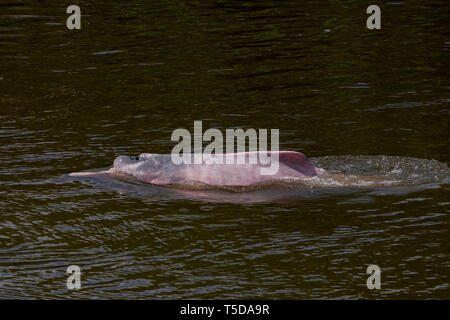 Amazon rosa delfini di fiume, geoffrensis Inia, delfin rosado Foto Stock