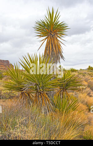 Mojave Yucca crescendo in una arida pianura nel Mojave National Preserve in California Foto Stock