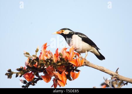 Pied Myna sulla fiamma-di-foresta Foto Stock