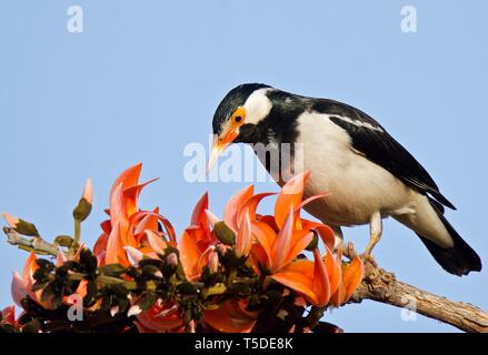 Pied Myna sulla fiamma-di-foresta Foto Stock