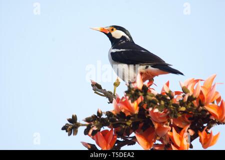 Pied Myna sulla fiamma-di-foresta Foto Stock