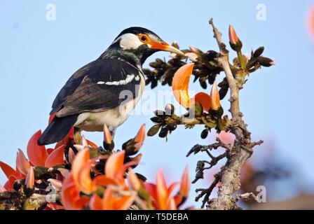 Pied Myna sulla fiamma-di-foresta Foto Stock