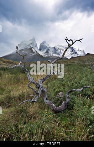 Los Cuernos del Paine e un faggio australe (Nothofagus sp.), Torres del Paine NP, Cile Foto Stock