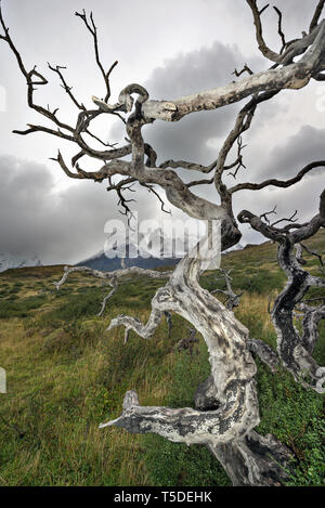 Los Cuernos del Paine e un faggio australe (Nothofagus sp.), Torres del Paine NP, Cile Foto Stock