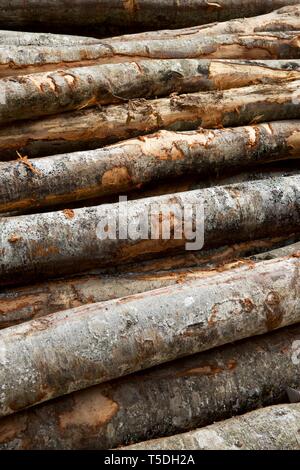 I lavori forestali nei Pirenei, Francia. Foto Stock