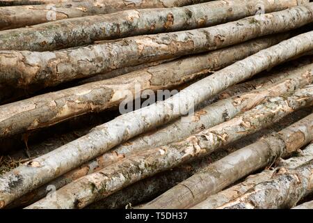 I lavori forestali nei Pirenei, Francia. Foto Stock