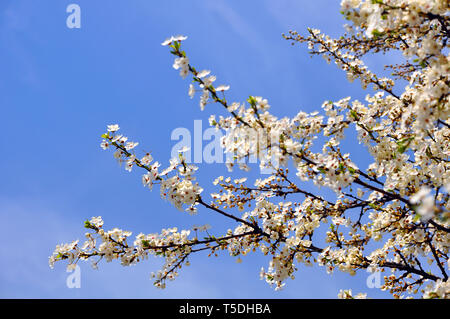 Prunus cerasifera rami fioriti (sia con fiori e boccioli) contro un cielo limpido, il fuoco selettivo Foto Stock