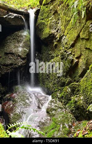 La bellissima natura sfondo con flusso e foresta. In primavera la natura. Foto Stock