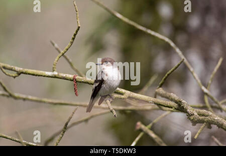 Femmina Pied flycatcher, Ficedula hypoleuca, nei boschi, il Galles Centrale,uk Foto Stock