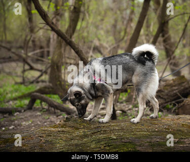 Un norvegese Elkhound su una escursione nei boschi di Thatcher, Illinois. Foto Stock