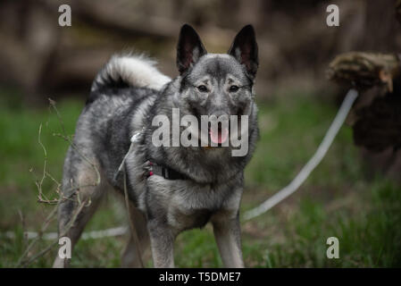 Un norvegese Elkhound su una escursione nei boschi di Thatcher, Illinois. Foto Stock