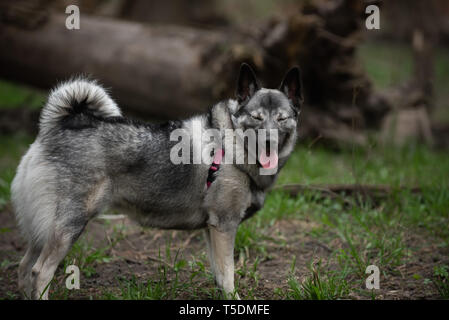 Un norvegese Elkhound su una escursione nei boschi di Thatcher, Illinois. Foto Stock