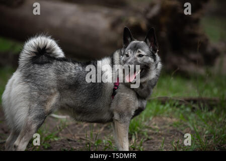 Un norvegese Elkhound su una escursione nei boschi di Thatcher, Illinois. Foto Stock