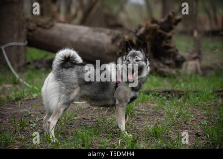 Un norvegese Elkhound su una escursione nei boschi di Thatcher, Illinois. Foto Stock