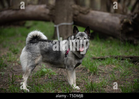 Un norvegese Elkhound su una escursione nei boschi di Thatcher, Illinois. Foto Stock