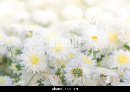 Crisantemo bianco fiori, crisantemo nel giardino. Fiore sfocato per lo sfondo, piante colorate Foto Stock