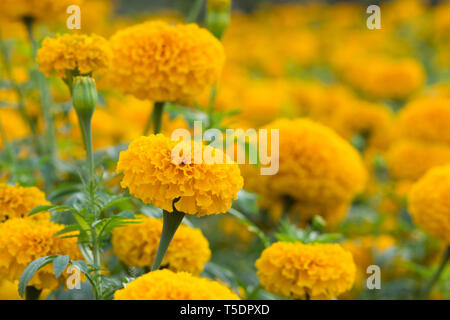 Orange Le calendule campi di fiori, il fuoco selettivo Foto Stock
