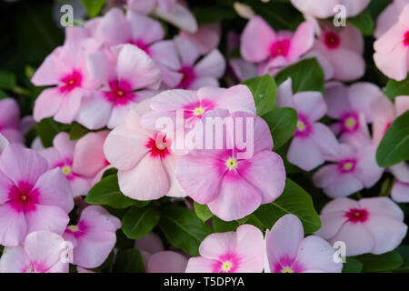 Vinca rosea fiori sbocciano i fiori nel giardino, fogliame varietà di colori dei fiori, il fuoco selettivo Foto Stock