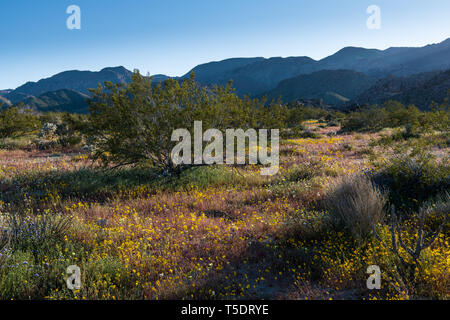 Il paesaggio del deserto e le montagne con fiori selvatici in fiore nel parco nazionale di Joshua Tree Foto Stock