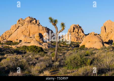 Massi di arenaria e le formazioni rocciose e una solitaria Joshua tree a Joshua Tree National Park Foto Stock