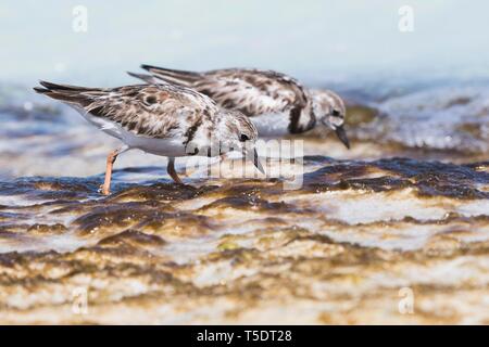 Due rubicondo turnstones (Arenaria interpres) alla ricerca di cibo in acque poco profonde, Cayo Santa Maria, Cuba Foto Stock