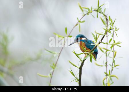 Common kingfisher (Alcedo atthis) siede sul ramo di salice con un fresco e verde, Hesse, Germania Foto Stock