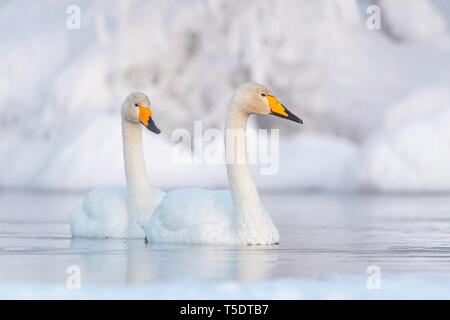 Due cigni Whooper (Cygnus cygnus) nuotare nel lago, Snowy a riva, Muonio, Lapponia, Finlandia Foto Stock