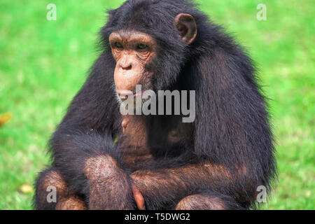 Uno scimpanzé in primo piano in corrispondenza di un indiano santuario della fauna selvatica Foto Stock
