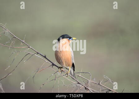 Chiamata musicale di Brahminy Starling / Brahminy Myna Foto Stock