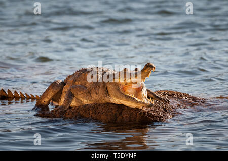 Coccodrillo di acqua dolce di crogiolarvi al sole su una roccia. Foto Stock