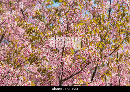 Rosa sakura Cherry Blossom Foto Stock