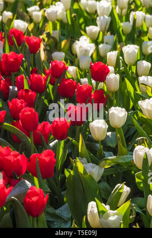 Bellissimo il bianco e il rosso tulipani close-up Foto Stock