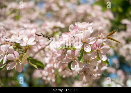 Rosa fiori di ciliegio fiori Foto Stock