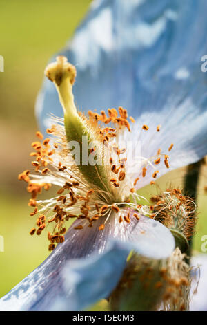 Fiori blu di Himalayan Tibet blu papavero (Meconopsis betonicifolia) Foto Stock