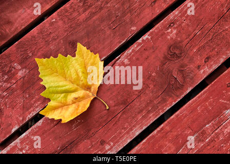 Autunnale di sfondo di un giallo foglia di platano Foto Stock