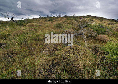 Dead Southern faggi, Torres del Paine NP, Cile Foto Stock