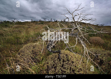 Dead Southern faggi, Torres del Paine NP, Cile Foto Stock