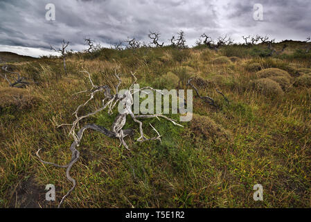 Dead Southern faggi, Torres del Paine NP, Cile Foto Stock