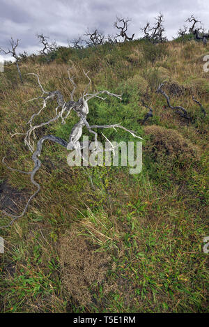 Dead Southern faggi, Torres del Paine NP, Cile Foto Stock