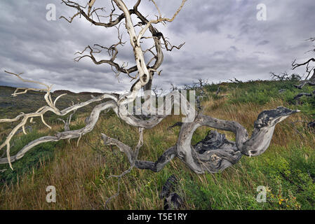 Dead Southern faggi, Torres del Paine NP, Cile Foto Stock